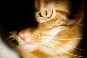 A cat with its eye in shadows