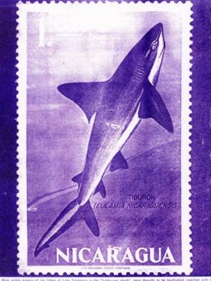La estampilla que el gobierno nicaragüense hizo en honor al tiburón.