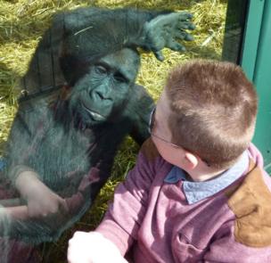Young gorilla and a boy