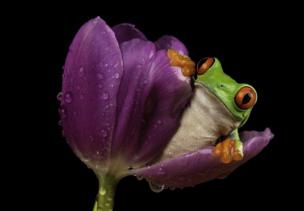 A frog emerging from a flower