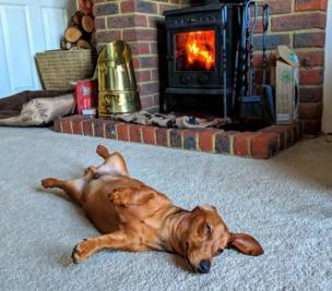 A dog lying on the carpet next to a fire