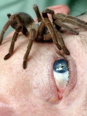 Araña sobre la cara de un hombre
