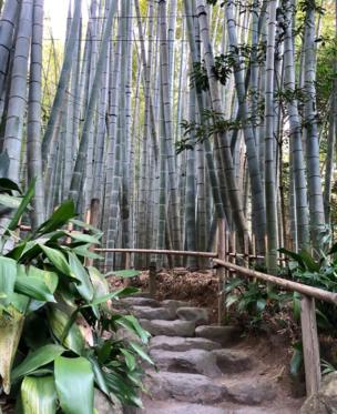 Bamboo forest