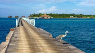 Heron in the Maldives