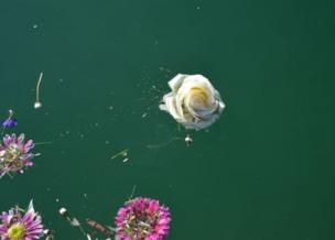 Brightly coloured flowers float in deep blue water