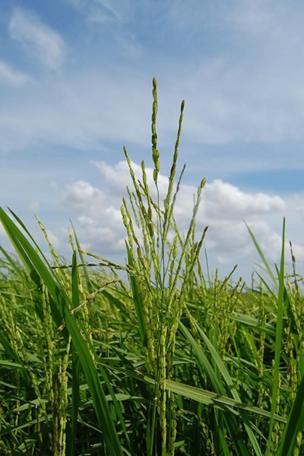 பூங்கார்