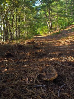Mushrooms on a path
