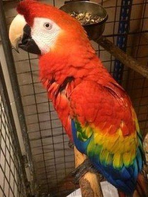 Escaped macaw captured in Somerset reunited with owner BBC News