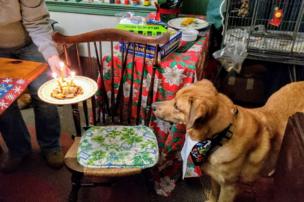 A dog stares at a plate of leftovers with candles on it