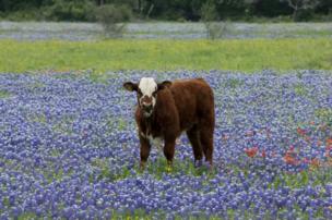 A brown cow in a meadow full of flowering blue bonnets