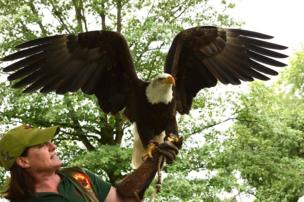 A conservation worker holds a bald eagle during a public demonstration