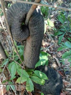 Trunk of a poached elephant