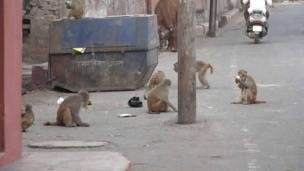 Monkeys on a street Birrai a kan titi