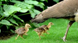 A peahen and chicks
