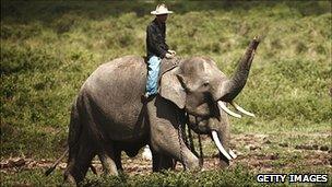 A trainer with a Sumatran elephant