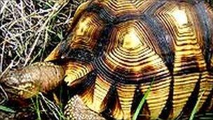 A Ploughshare tortoise. File photo