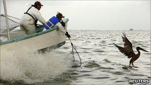 Rescue team in Louisiana attempting to capture a brown pelican