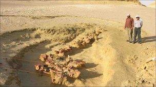 Basilosaurus Isis fossil whale skeleton excavated in Wadi Hitan. Image: Prof Philip Gingerich