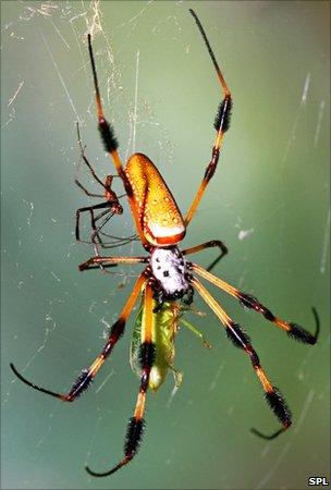 Golden silk spiders, male (small) and female (large), with prey