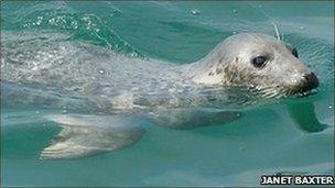 Seal (Pic: Janet Baxter)