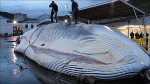 Whale at factory in Iceland