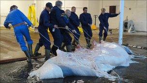 The carcass of a whale is dragged into a factory for processing