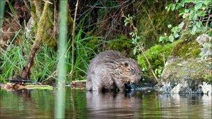 'First' newborn beavers spotted in the Argyll Forest - BBC News