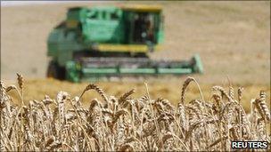 A grain combine harvester reaps wheat