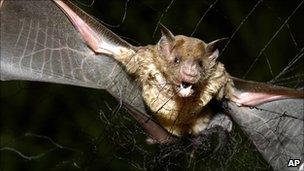 Vampire bat captured in Brazil, 2005