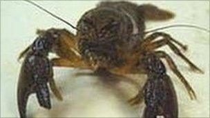White-clawed crayfish
