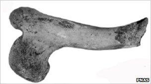 Leg bone of giant turtle (Image: PNAS)