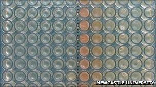 Vials of bacterial culture (Newcastle Uni)