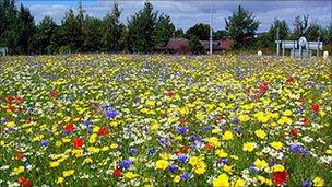 Wild flower on roundabout in Inverness. Pic: Highland Council