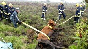 Firefighters rescue the cow from the bog