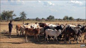 A young Karamojong villager keeps a close eye on a herd of cattle in Uganda (Archive photo 2007)