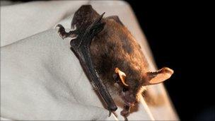 Bechstein's bat found at Westonbirt Arboretum: photo by Ben Oliver