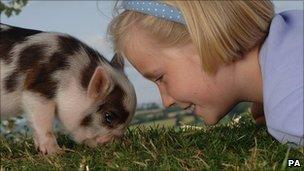 Young girl with pet pig
