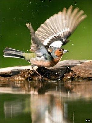 A male chaffinch bathing (Image: Science Photo Library)