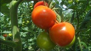 Guernsey tomatoes