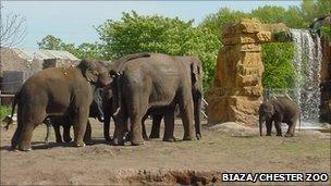 A herd of elephants at Chester Zoo Pic: Biaza/Chester Zoo