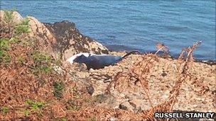 Dead minke whale found on beach at Pwllhelli