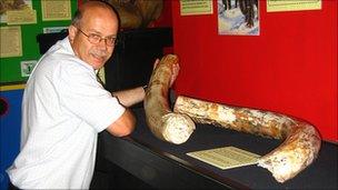 Tim Batty, curator of the Dinosaur Museum, with the tusks