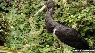 Black stork in Jersey