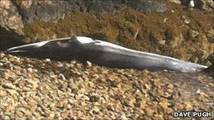 Minke whale found on beach near Pwllheli