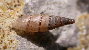 Snail (Papillifera bidens)