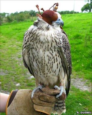 Falcon (Richard Duebel)