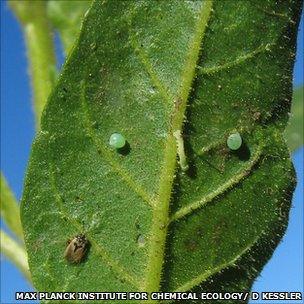 Tobacco plant with Geocoris insect, its tobacco hornworm caterpillar and two caterpillar eggs (Image: Max Planck Insitute for Chemical Ecology)