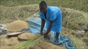 Rice farmer in Malawi
