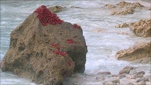 Red crabs. Photo: Mrinalini