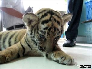 Tiger rescued from luggage at Bangkok's airport (Photo: Sulma Warne / TRAFFIC)